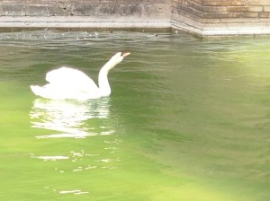 Palma Swan Copyright Shelagh Donnelly