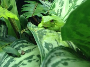 Wee Frogs 0601 Copyright Shelagh Donnelly