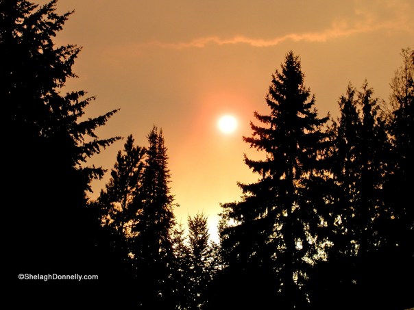 Fire 74750003 Copyright Shelagh Donnelly