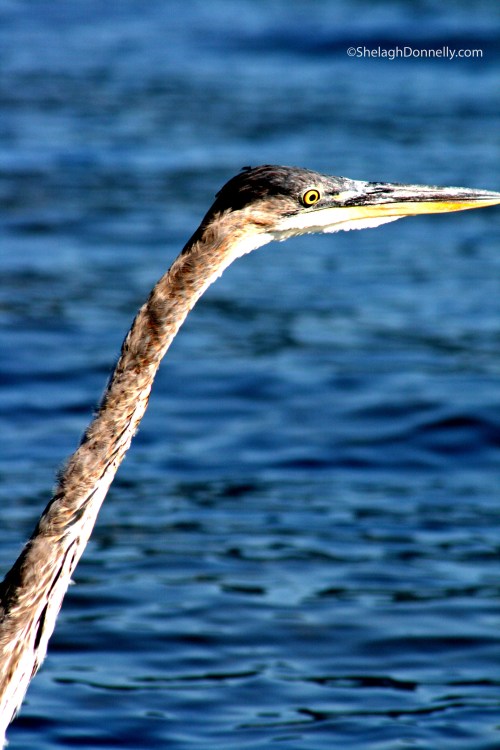 Heron 0702 Copyright Shelagh Donnelly