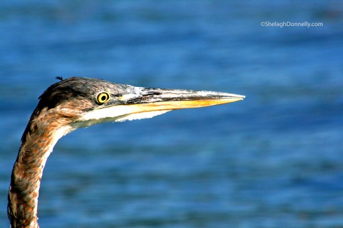 Heron 0720 Copyright Shelagh Donnelly