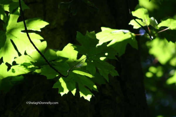 Leaves Dance 0569 Copyright Shelagh Donnelly