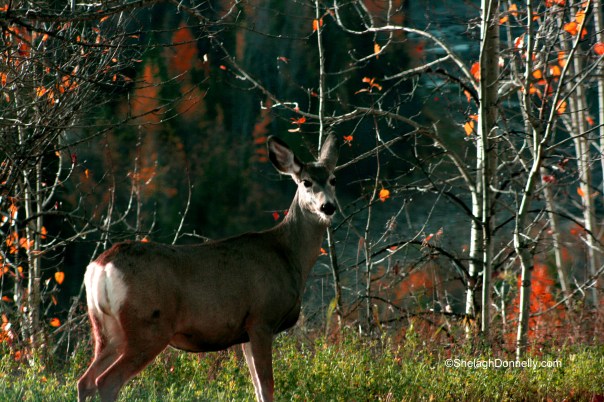 Northern Deer 0912 Copyright Shelagh Donnelly