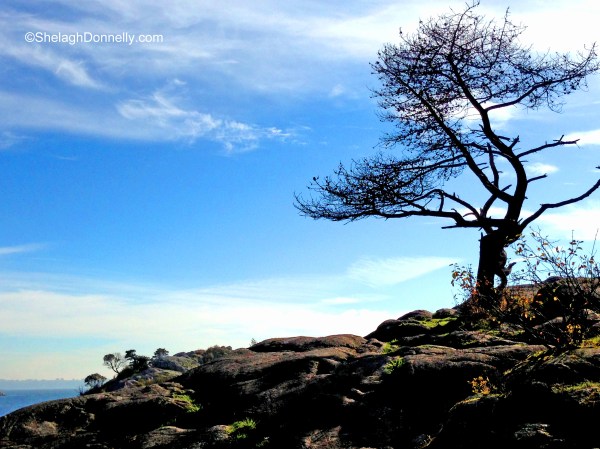 Whytecliff 0311 Copyright Shelagh Donnelly