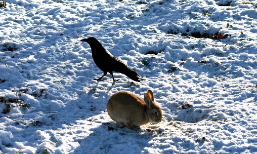Crow and Rabbit 2351 Copyright Shelagh Donnelly