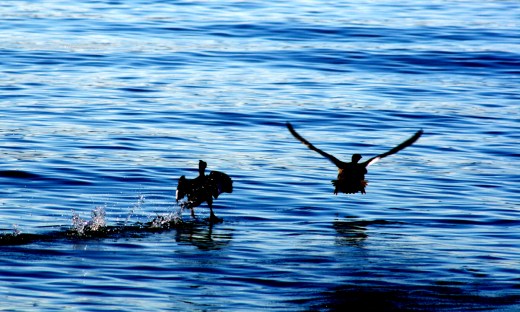 November Ducks 2320 Copyright Shelagh Donnelly