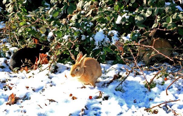 Snow Bunnies 2014-11-2360 Copyright Shelagh Donnelly