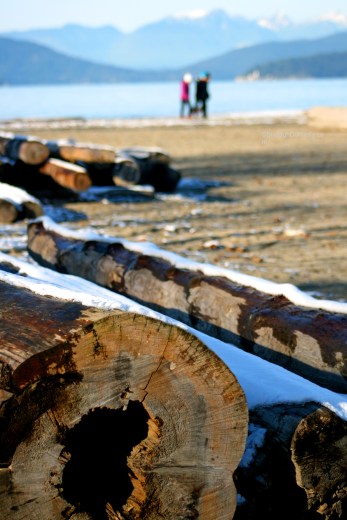 Snow on Logs 2389 Copyright Shelagh Donnelly