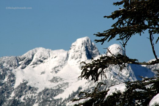 The Lions 2014-12-2510 Copyright Shelagh Donnelly