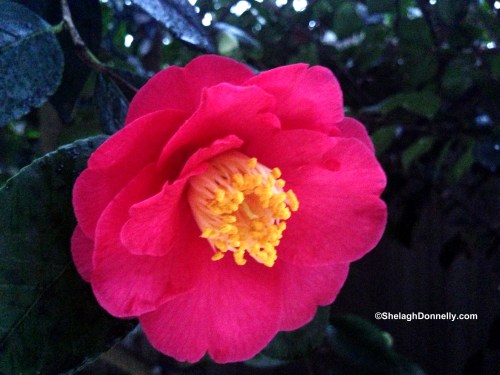 Camellia 246 Copyright Shelagh Donnelly