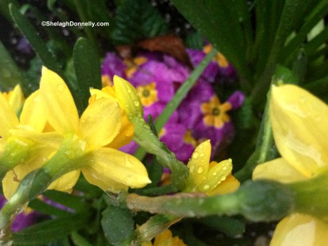 Daffs and Primula Copyright Shelagh Donnelly