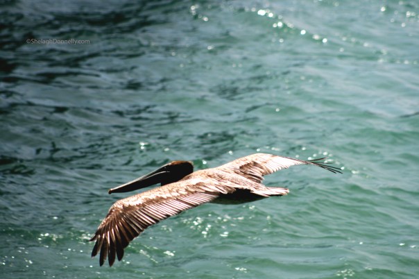 FKeys Crane 3137 Copyright Shelagh Donnelly