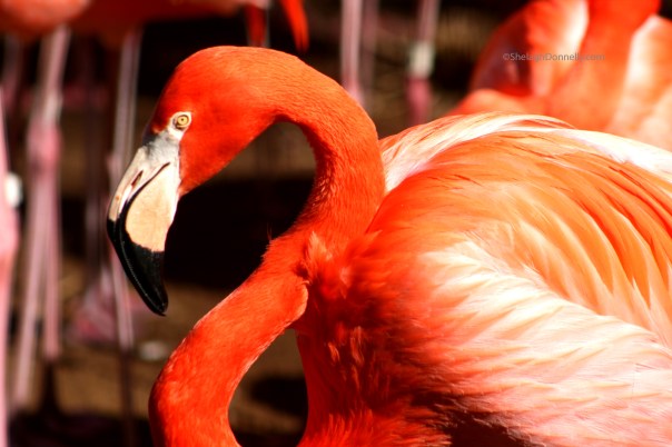 Pretty Flamingo 4294 Copyright Shelagh Donnelly