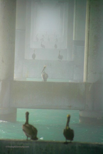 Seven Mile Bridge 3163 Copyright Shelagh Donnelly