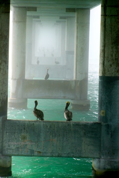 Seven Mile Bridge 3157 Copyright Shelagh Donnelly