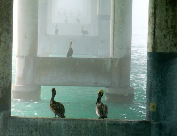 Seven Mile Bridge 3157 cropped Copyright Shelagh Donnelly