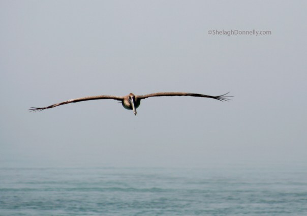SM Bridge Bird  3132 Copyright Shelagh Donnelly