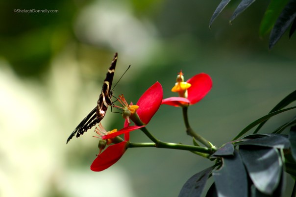 Tender Fairchild 3384 Copyright Shelagh Donnelly