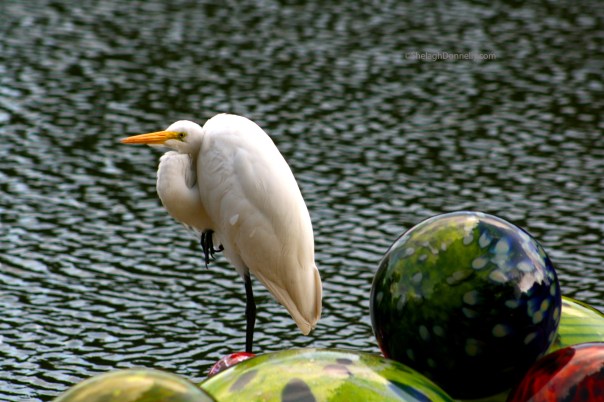 Bird and Cargo 3731 Copyright Shelagh Donnelly