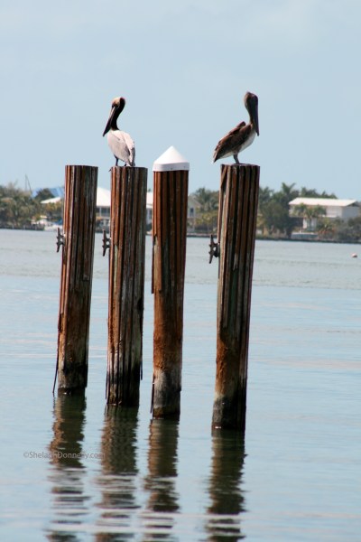 Birds of a Feather_2916 Key Largo Copyright Shelagh Donnelly