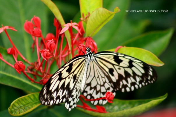 Butterfly 3617 Copyright Shelagh Donnelly