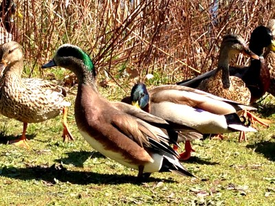 Ducks 6499 Copyright Shelagh Donnelly