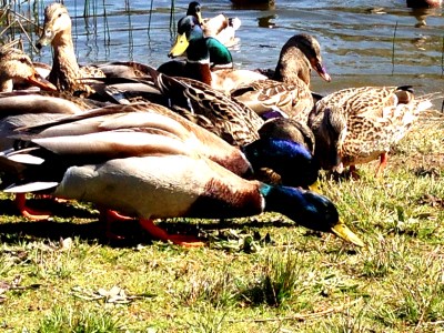 Ducks Feeding 6495 Copyright Shelagh Donnelly