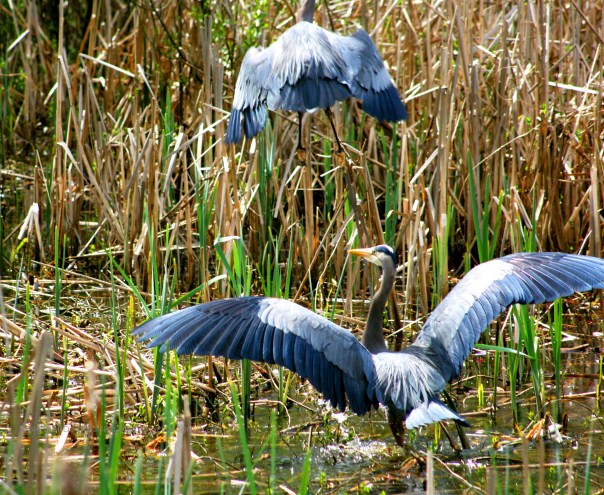 Heron Turf Jericho 4694 Copyright Shelagh Donnelly