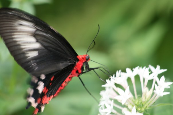 Butterfly 3644 Copyright Shelagh Donnelly