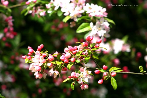 Jericho Blossoms 4607 Copyright Shelagh Donnelly