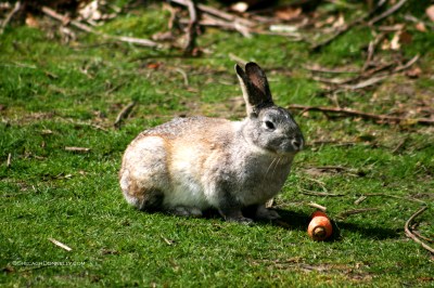 Rabbit 4594 Copyright Shelagh Donnelly