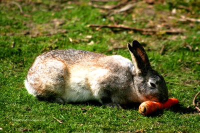 Rabbit 4595 Copyright Shelagh Donnelly