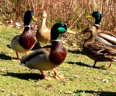 Spring Dance_6514 Copyright Shelagh Donnelly