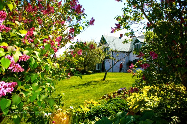Green Gables PEI 2915 Copyright Shelagh Donnelly