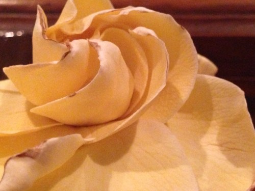 Gardenia 7721 Copyright Shelagh Donnelly