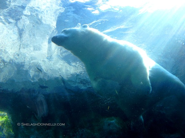 Polar Bear 3530 Copyright Shelagh Donnelly