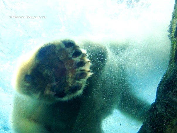 Polar Bear Paw 8761 Copyright Shelagh Donnelly