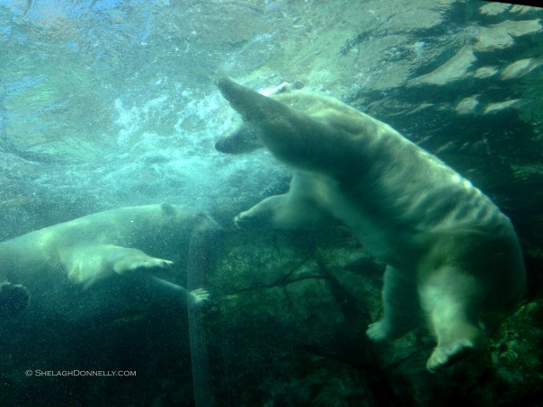 Polar Bears at Play 8771 Copyright Shelagh Donnelly