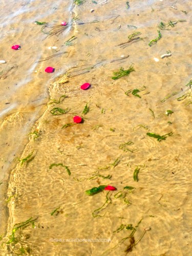 Water Garden 3810 Copyright Shelagh Donnelly