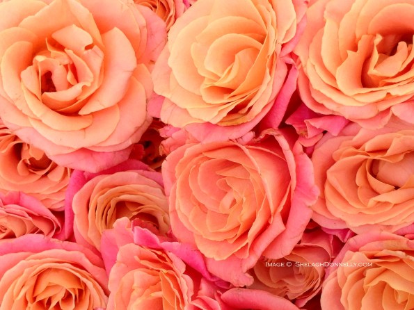 Beautiful Paris Roses 3016 2 Copyright Shelagh Donnelly