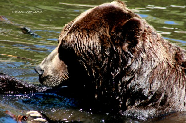 Grizzly 4997 Copyright Shelagh Donnelly