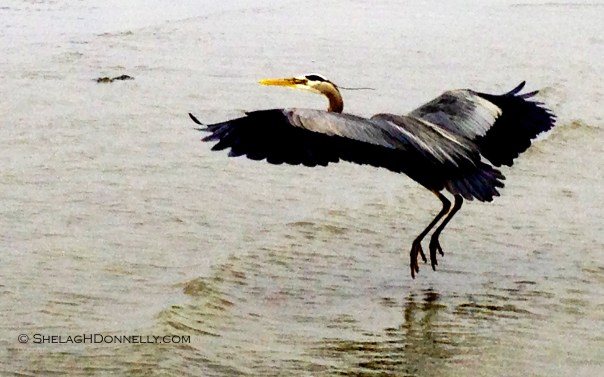 Heron 8101 Copyright Shelagh Donnelly