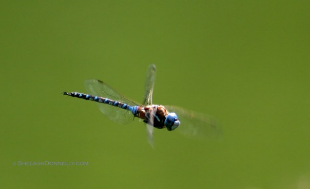 Dragonfly 5831.2 Copyright Shelagh Donnelly