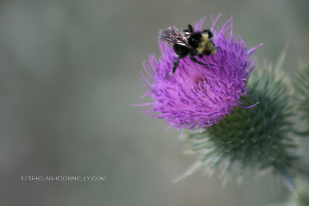 Pollinator 5884 Copyright Shelagh Donnelly