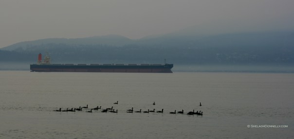 Spanish Banks 5296 Copyright Shelagh Donnelly