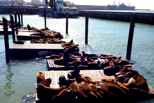 San Fran Harbour Seals Copyright Shelagh Donnelly