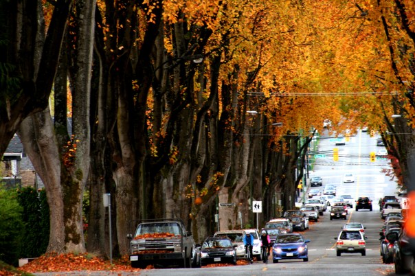 12th Ave in Fall 15-7823 Copyright Shelagh Donnelly