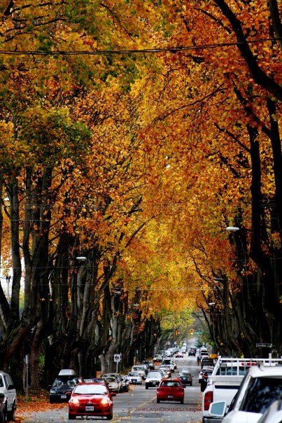 12th Ave in Fall 15-7898 Copyright Shelagh Donnelly