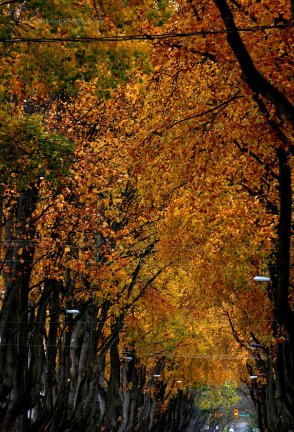 12th Ave in Fall 15-7902 Copyright Shelagh Donnelly