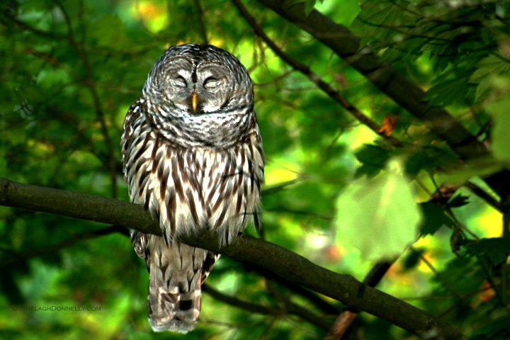 Barred Owl 7391Copyright Shelagh Donnelly